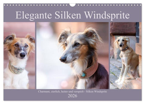 Elegante Silken Windsprite (Wandkalender 2026 DIN A3 quer), CALVENDO Monatskalender