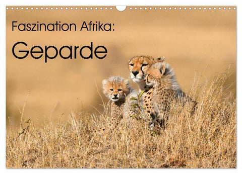 Faszinaton Afrika: Geparde (Wandkalender 2026 DIN A3 quer), CALVENDO Monatskalender