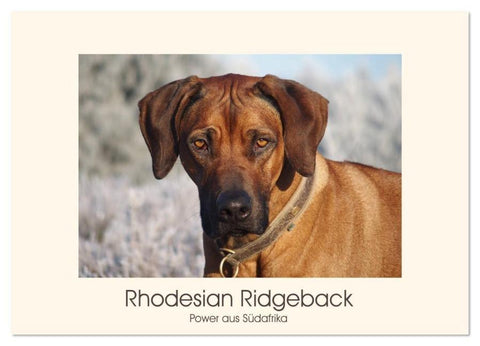 Rhodesian Ridgeback Power aus Südafrika (Wandkalender 2026 DIN A3 quer), CALVENDO Monatskalender