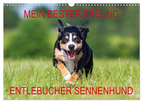 Mein bester Freund - Entlebucher Sennenhund (Wandkalender 2026 DIN A3 quer), CALVENDO Monatskalender