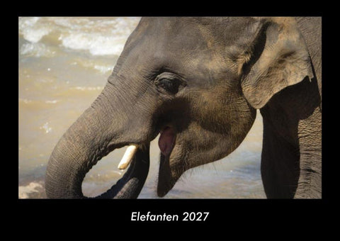Elefanten 2027 Fotokalender DIN A3