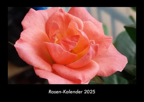 Rosen-Kalender 2025 Fotokalender DIN A3