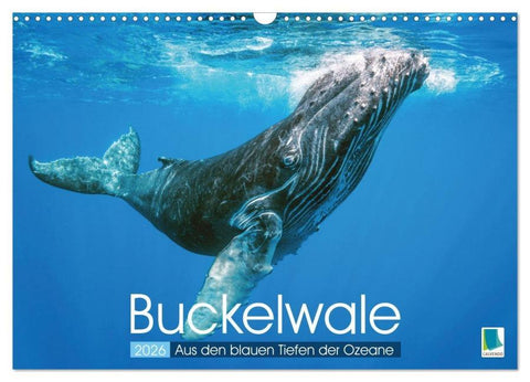 Buckelwale: Aus den blauen Tiefen der Ozeane (Wandkalender 2026 DIN A3 quer), CALVENDO Monatskalender