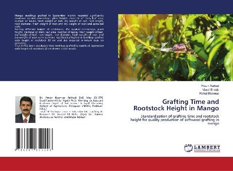 Grafting Time and Rootstock Height in Mango