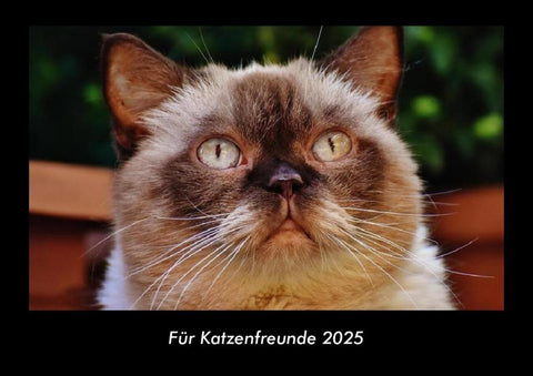 Für Katzenfreunde 2025 Fotokalender DIN A3