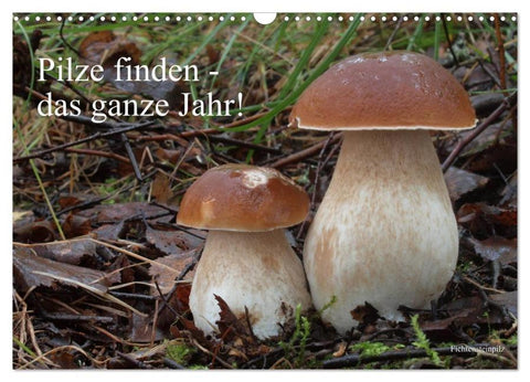 Pilze finden - das ganze Jahr! (Wandkalender 2026 DIN A3 quer), CALVENDO Monatskalender