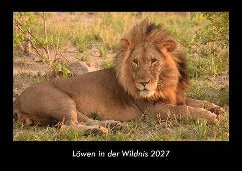 Löwen in der Wildnis 2027 Fotokalender DIN A3