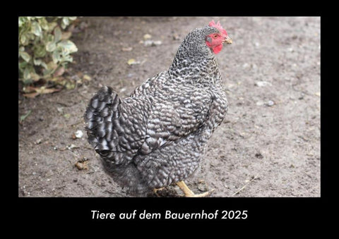 Tiere auf dem Bauernhof 2025 Fotokalender DIN A3