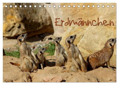Erdmännchen (Tischkalender 2026 DIN A5 quer), CALVENDO Monatskalender