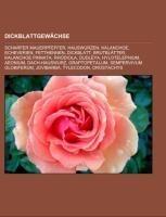 Dickblattgewächse