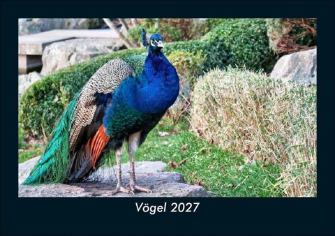 Vögel 2027 Fotokalender DIN A5