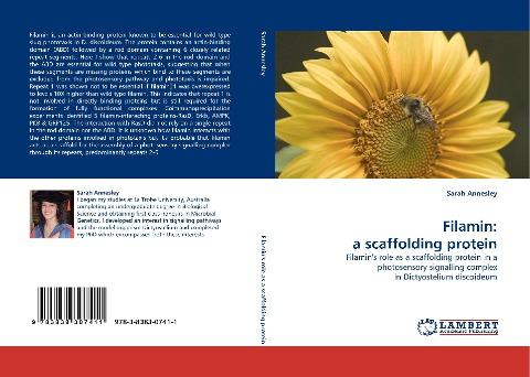 Filamin: a scaffolding protein