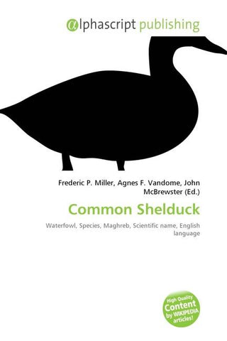 Common Shelduck