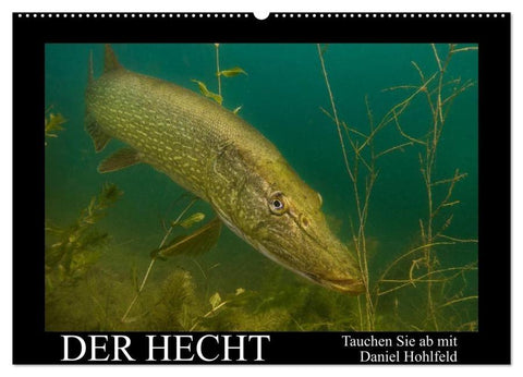 Der Hecht - Tauchen Sie ab mit Daniel Hohlfeld (Wandkalender 2026 DIN A2 quer), CALVENDO Monatskalender