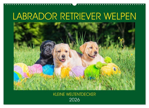 Labrador Retriever Welpen - Kleine Weltentdecker (Wandkalender 2026 DIN A2 quer), CALVENDO Monatskalender