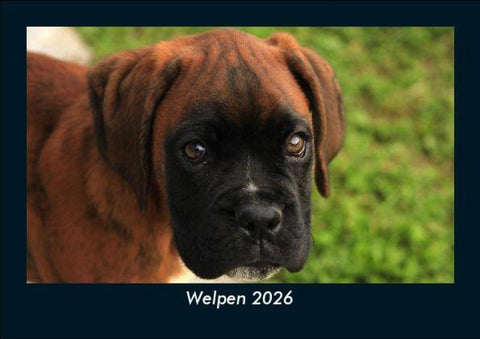Welpen 2026 Fotokalender DIN A5