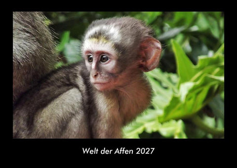 Welt der Affen 2027 Fotokalender DIN A3