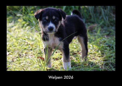 Welpen 2026 Fotokalender DIN A3