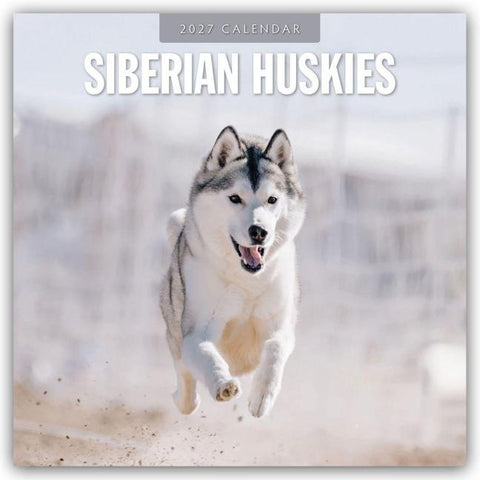Siberian Huskies – Sibirischer Husky – Sibirische Huskys 2027 – 16-Monatskalender