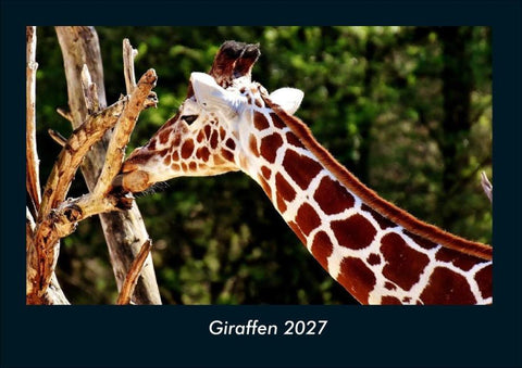 Giraffen 2027 Fotokalender DIN A4