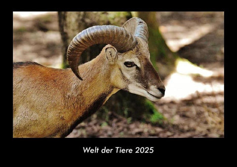 Welt der Tiere 2025 Fotokalender DIN A3