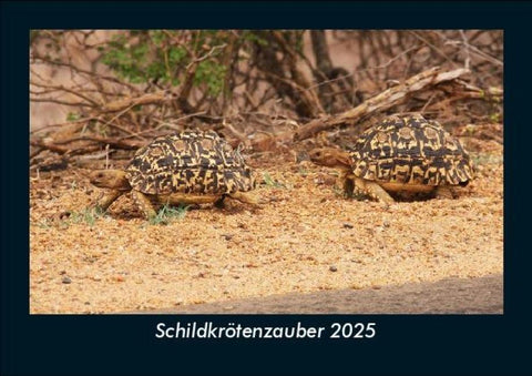 Schildkrötenzauber 2025 Fotokalender DIN A5