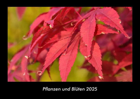 Pflanzen und Blüten 2025 Fotokalender DIN A3