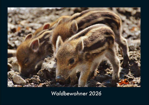 Waldbewohner 2026 Fotokalender DIN A4