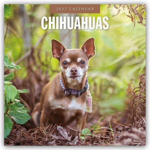 Chihuahuas – Chihuahua 2027 – 16-Monatskalender