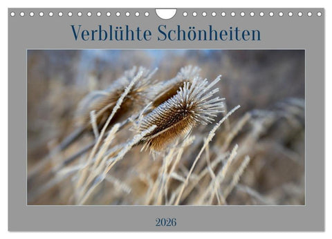 Verblühte Schönheiten (Wandkalender 2026 DIN A4 quer), CALVENDO Monatskalender