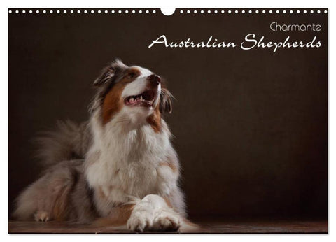 Charmante Australian Shepherds (Wandkalender 2026 DIN A3 quer), CALVENDO Monatskalender