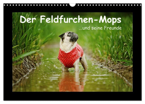 Der Feldfurchen-Mops (Wandkalender 2026 DIN A3 quer), CALVENDO Monatskalender