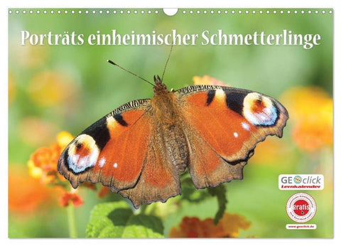 GEOclick Lernkalender: Porträts einheimischer Schmetterlinge (Wandkalender 2026 DIN A3 quer), CALVENDO Monatskalender