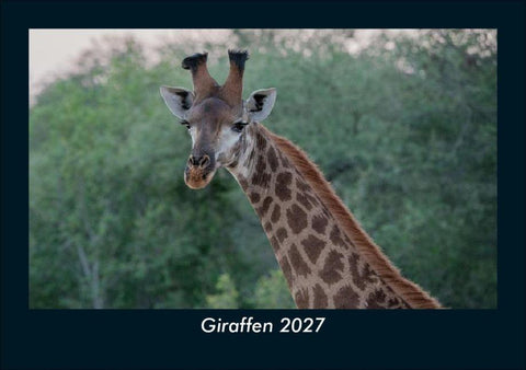 Giraffen 2027 Fotokalender DIN A5