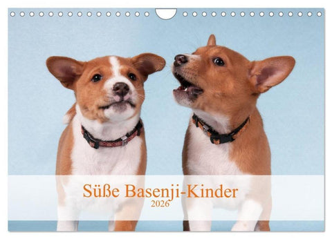 Süße Basenji-Kinder (Wandkalender 2026 DIN A4 quer), CALVENDO Monatskalender
