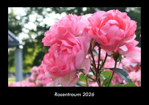 Rosentraum 2026 Fotokalender DIN A3