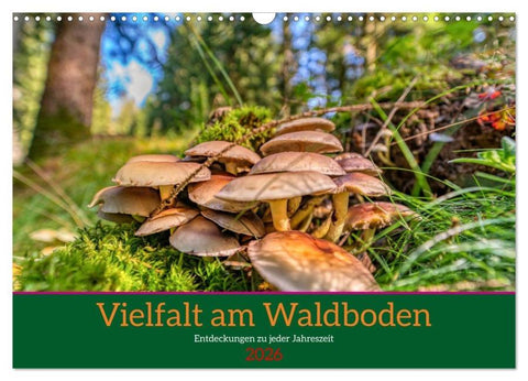 Vielfalt am Waldboden (Wandkalender 2026 DIN A3 quer), CALVENDO Monatskalender