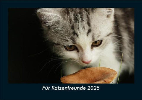 Für Katzenfreunde 2025 Fotokalender DIN A5