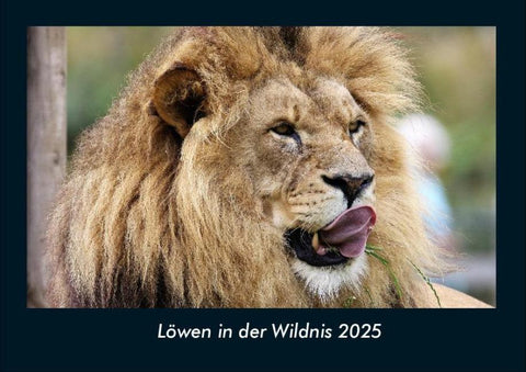 Löwen in der Wildnis 2025 Fotokalender DIN A4