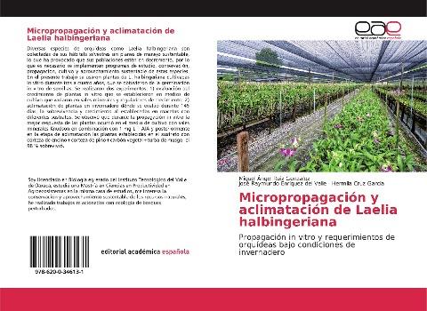 Micropropagación y aclimatación de Laelia halbingeriana