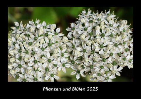 Pflanzen und Blüten 2025 Fotokalender DIN A3