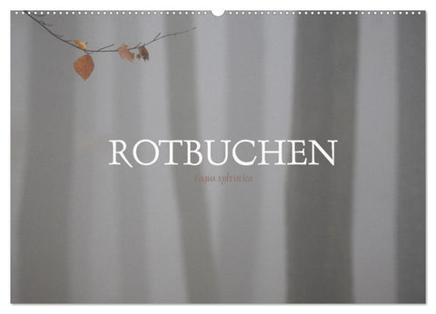 Rotbuchen (Wandkalender 2026 DIN A2 quer), CALVENDO Monatskalender