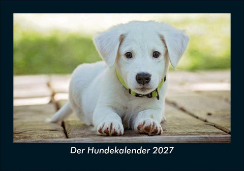 Der Hundekalender 2027 Fotokalender DIN A5