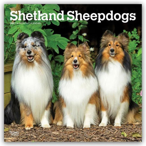 Shetland Sheepdogs – Shetland Sheepdog – Sheltie 2027 – 16-Monatskalender