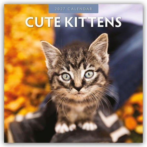 Cute Kittens – Niedliche Kätzchen 2027 – 16-Monatskalender