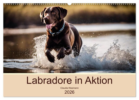 Labradore in Aktion (Wandkalender 2026 DIN A2 quer), CALVENDO Monatskalender