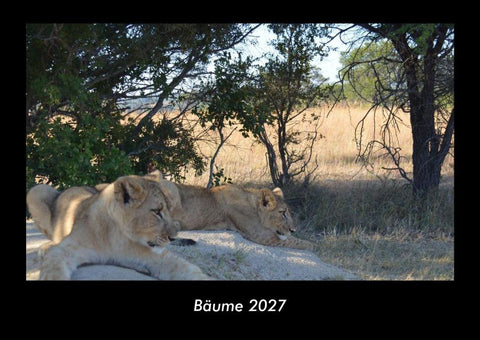 Bäume 2027 Fotokalender DIN A3