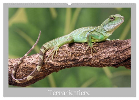 Terrarientiere (Wandkalender 2026 DIN A2 quer), CALVENDO Monatskalender