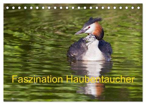 Faszination Haubentaucher (Tischkalender 2026 DIN A5 quer), CALVENDO Monatskalender