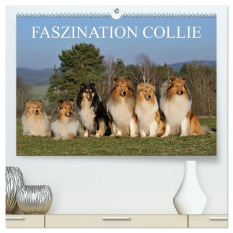 Faszination Collie 2026 (hochwertiger Premium Wandkalender 2026 DIN A2 quer), Kunstdruck in Hochglanz